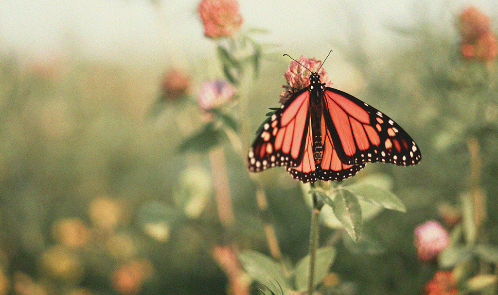 Día de los Muertos Monarch Butterfly